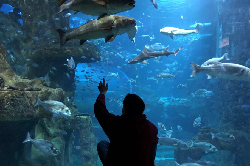 visita-aquarium