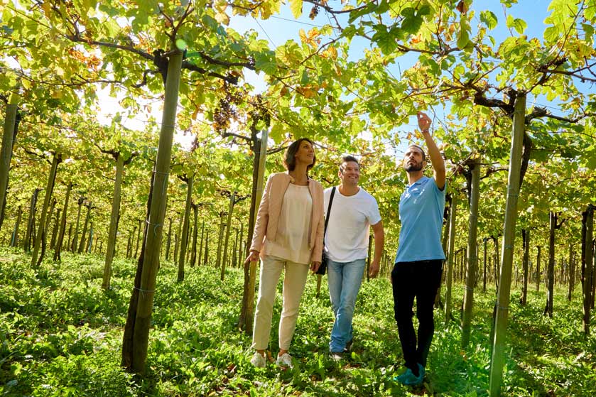 txakoli vineyards