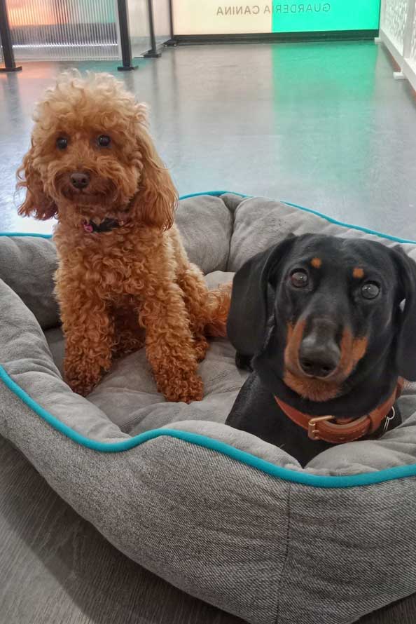 DOGETXEA